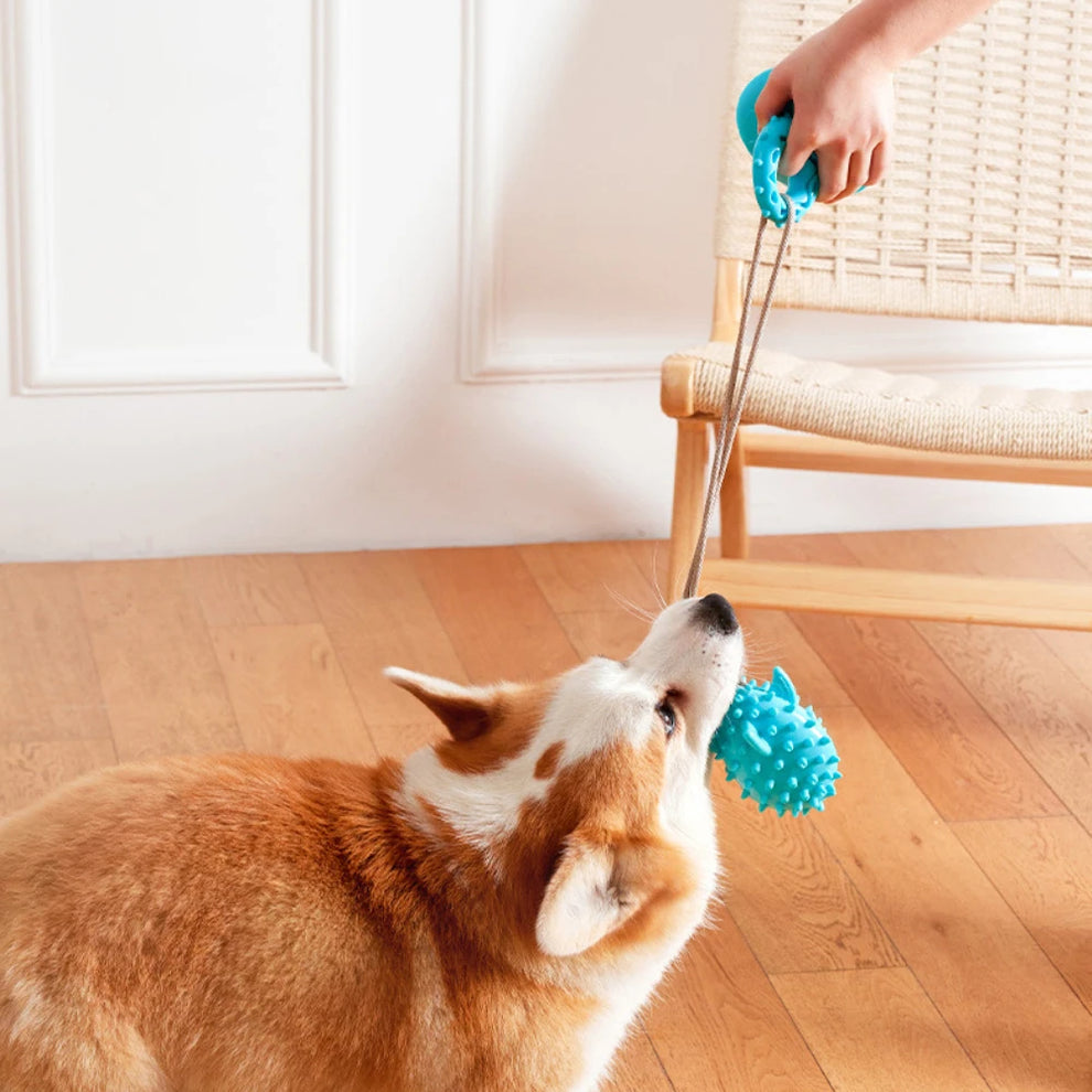 Multifunktionales Hundespielzeug mit Saugnapf