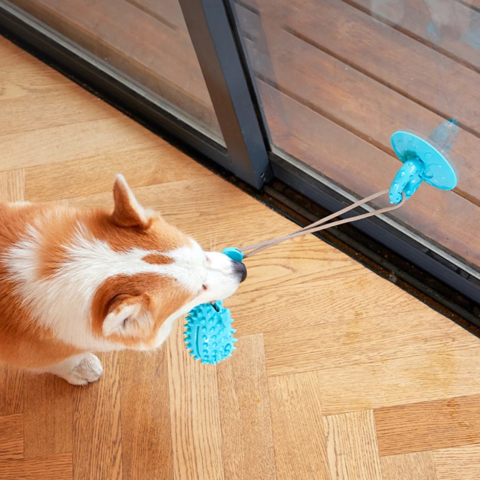 Multifunktionales Hundespielzeug mit Saugnapf